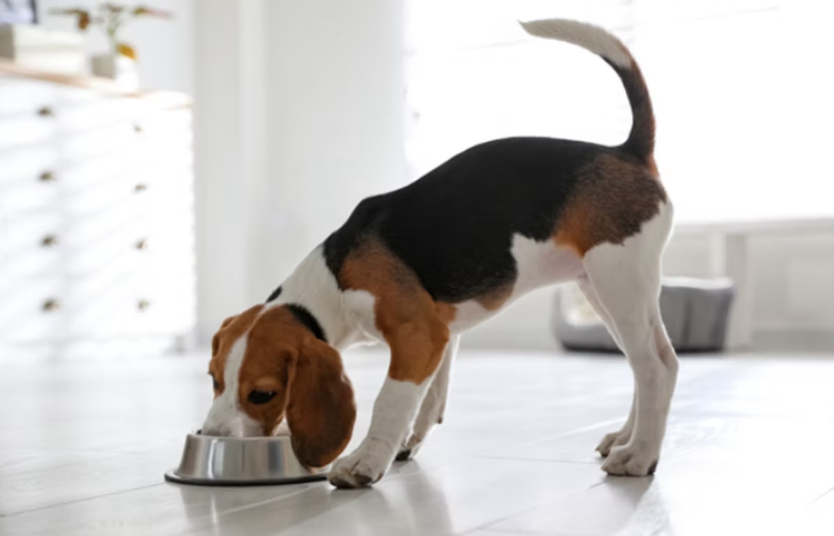 Beagle puppy eating from a stainless steel bowl at home, representing dog food choices and nutrition guidance in Irvine