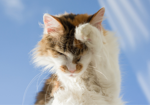Cat Dermatology