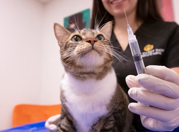 Curious tabby cat looking up at a syringe held by a smiling vet tech during a vaccination appointment in Irvine
