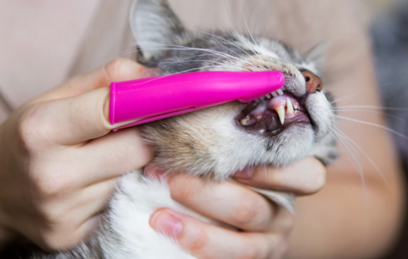 Owner brushing a cat's teeth with a pink finger toothbrush, illustrating at-home dental care for cats in Irvine