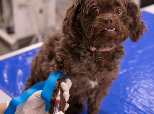 Chocolate cockapoo sitting calmly during a blood draw for veterinary laboratory diagnostic testing in Irvine