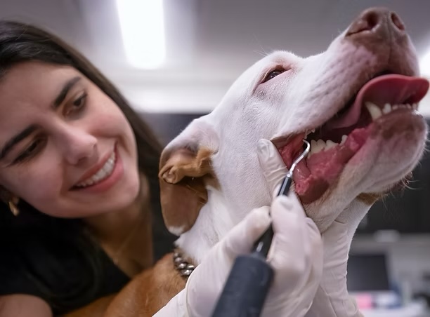 Smiling veterinarian examining a dog's teeth and gums during a dental health appointment in Irvine