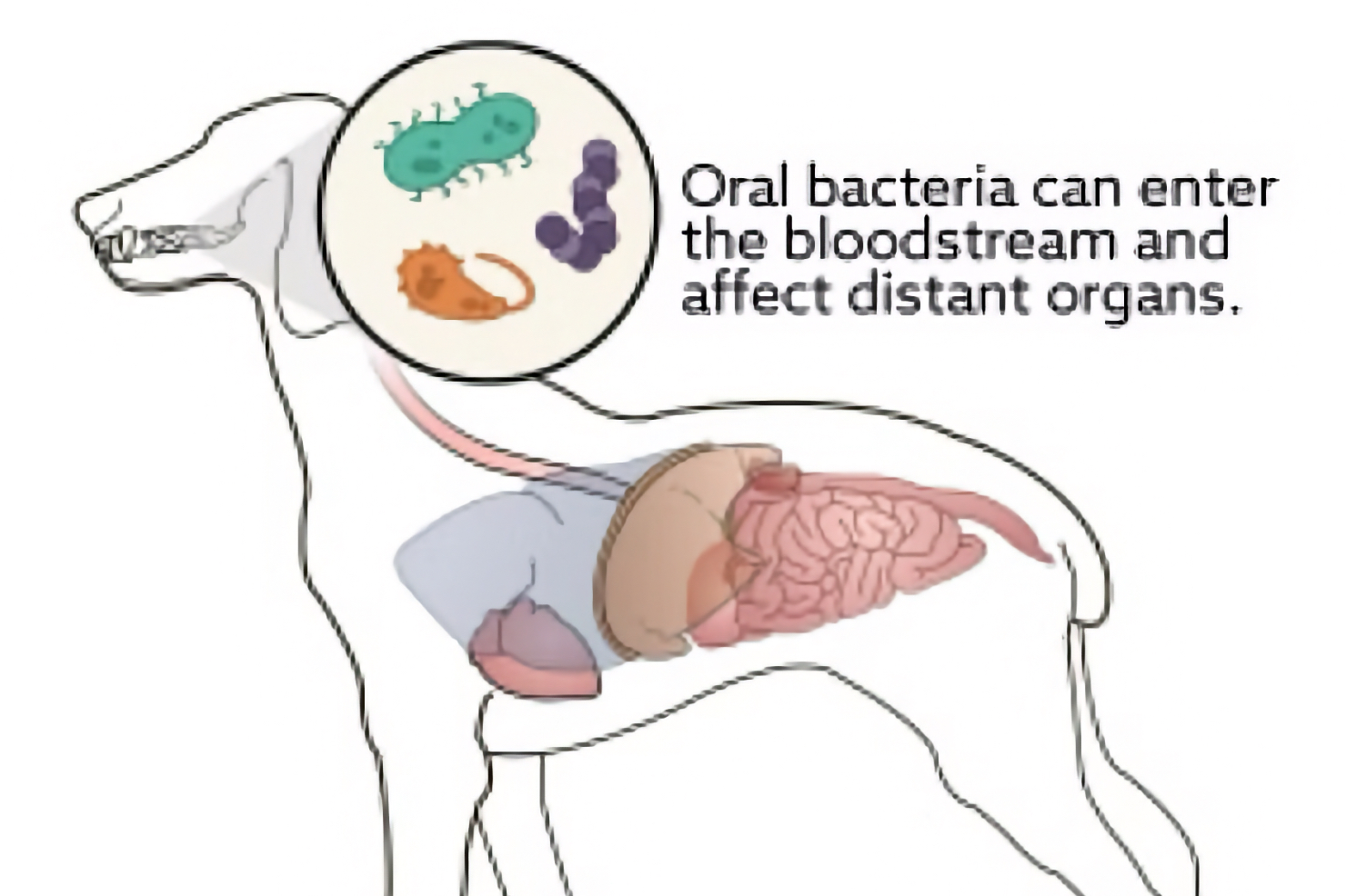 Diagram showing how oral bacteria in dogs can enter the bloodstream and affect internal organs, illustrating the link between dental and systemic disease in Irvine