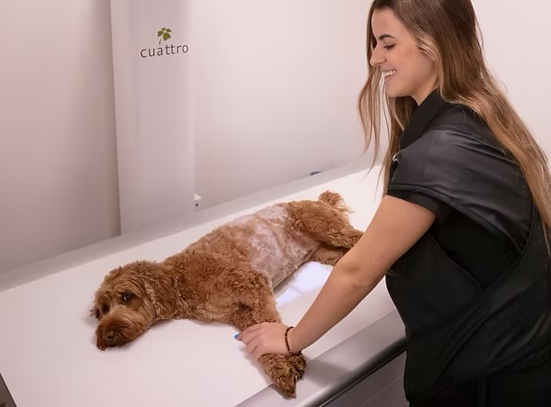 Smiling vet tech positioning a doodle dog on a diagnostic imaging table for a veterinary imaging exam in Irvine
