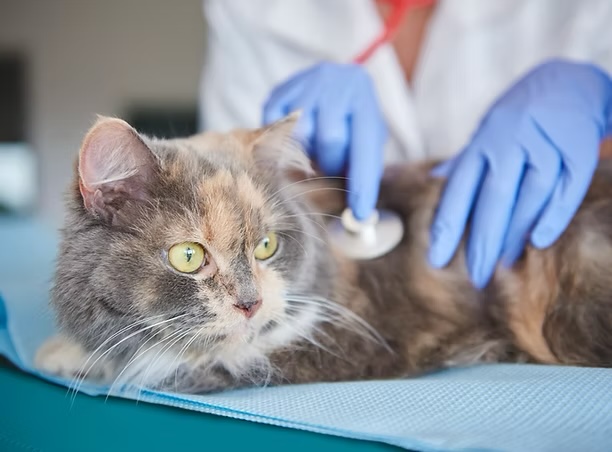 Fluffy calico cat being examined with a stethoscope by a gloved veterinarian during a pre-surgery consultation in Irvine