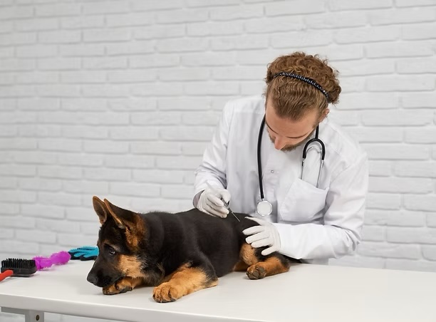 Veterinarian administering an injection to a German Shepherd puppy on an exam table for surgical preparation in Irvine