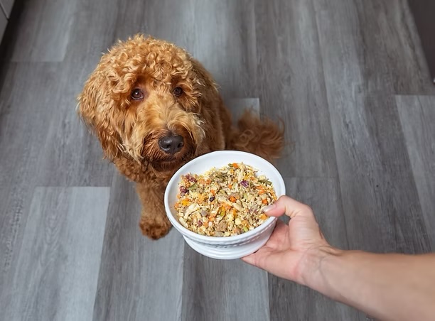 Fluffy goldendoodle looking up at a bowl of fresh nutritious food, representing veterinary nutrition services in Irvine
