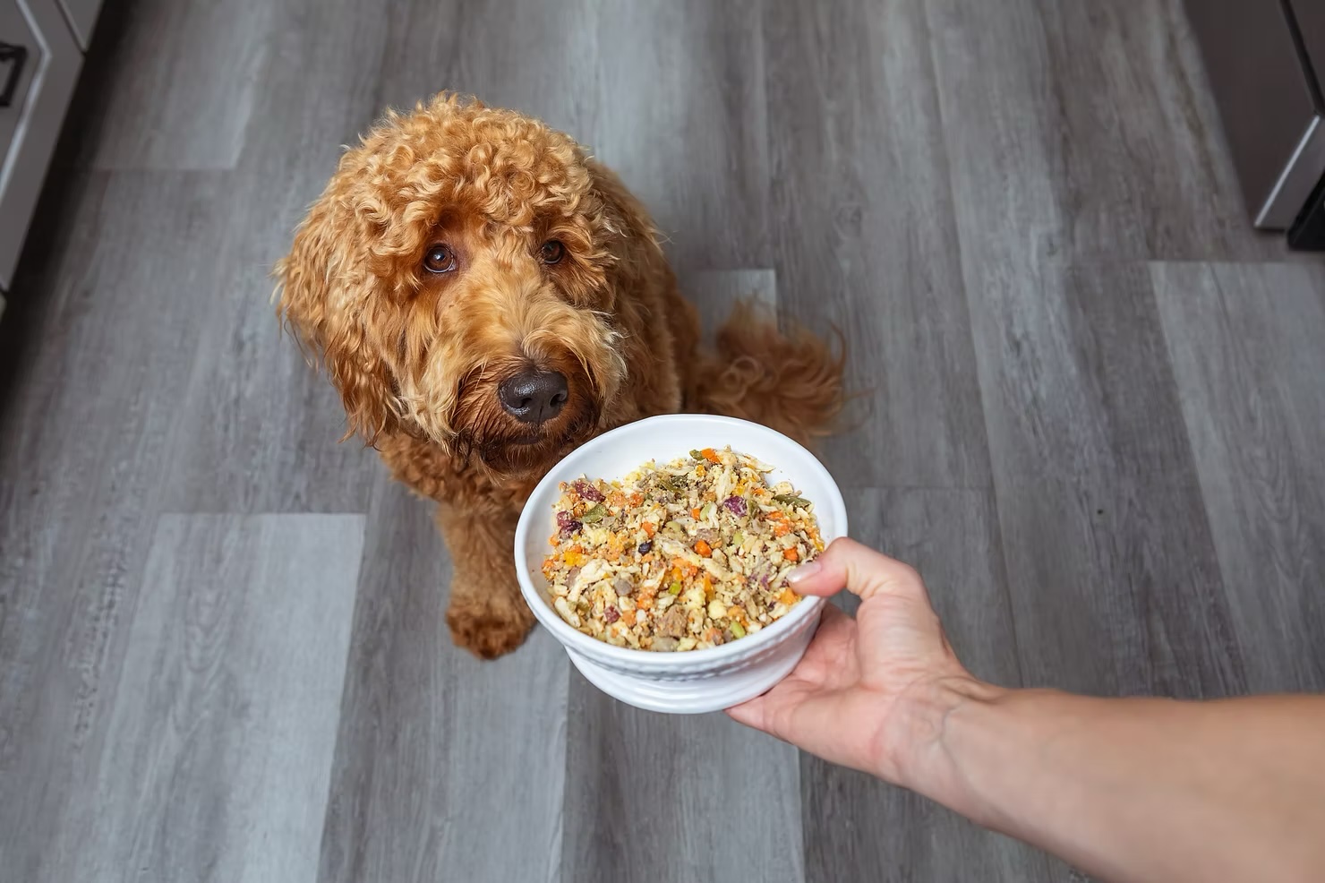 Fluffy goldendoodle looking up eagerly at a bowl of fresh natural food, illustrating the importance of natural nutrition for pets in Irvine