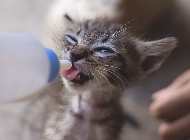 Tiny newborn kitten being bottle fed by hand, representing dedicated puppy and kitten care services in Irvine