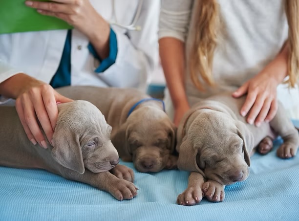 Three sleepy newborn Weimaraner puppies resting on an exam table during a veterinary puppy care visit in Irvine