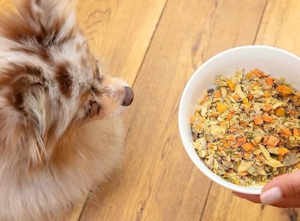 Fluffy Pomeranian sniffing a bowl of fresh whole food meal held by a hand, representing veterinary nutrition guidance in Irvine