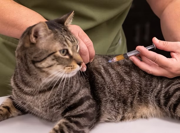 Tabby cat receiving a vaccine injection from a veterinarian, representing pet vaccination services in Irvine
