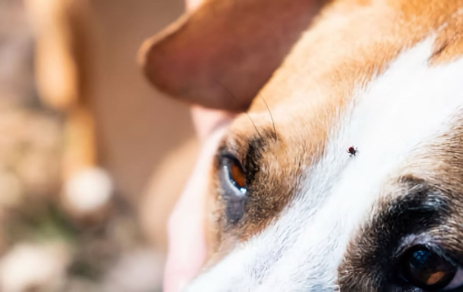Close-up of a tick on a dog's face, illustrating the risk of babesiosis and tick-borne disease in dogs in Irvine