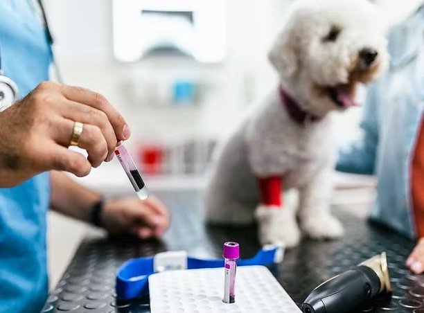 Veterinarian filling a blood sample tube beside a white fluffy dog wearing a bandage after a lab draw in Irvine