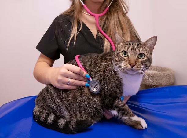 Veterinary technician using a stethoscope to examine a tabby cat during a wellness exam in Irvine