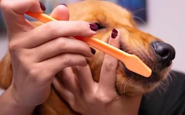Dental & Gum Health